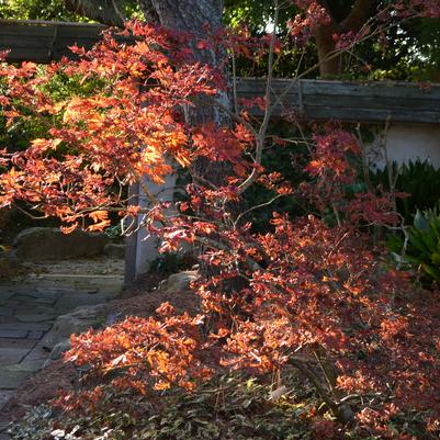 Acer japonicum 'Aconitifolium' Cut-Leaf Fullmoon Maple
